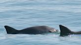 Only 10 vaquita porpoises remain in the wild, but scientists say the world's smallest marine mammal could still make a comeback