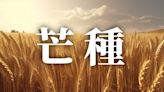 24節氣芒種：習俗、禁忌、諺語、天氣、養生重點一次看