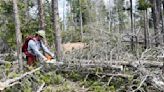 Wind storm toppled hundreds of trees on Pole Mountain
