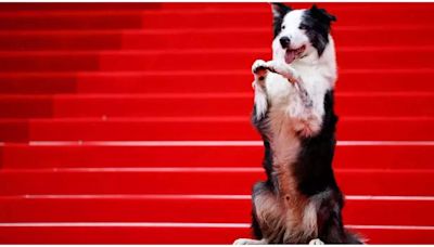 Cannes Film Festival 2024: Who is Messi, the dog that was the first celebrity to arrive on the red carpet?