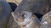 Elephant seal with plastic around neck was slowly starving. Then SLO County rescuers stepped in
