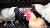 Death of Mexican man linked to bird flu strain that’s new in humans