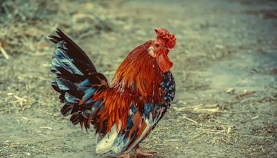 雲林北港肉鵝確診H5N1禽流感 35隻遭撲殺
