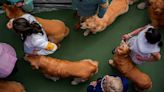 Westminster dog show is a study in canine contrasts as top prize awaits