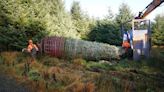 Christmas tree begins 330-mile journey to Big Ben