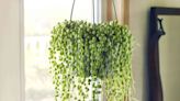 How to Plant and Care for a String of Pearls Plant