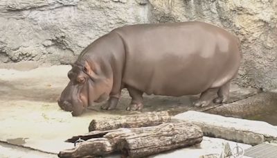 大阪動物園一隻河馬多年來被誤會是雄性