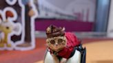 King Oyen steals the show at Malaysia's largest gathering of orange cats