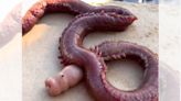 Looks like intestines without face? A sea creature terrifies watchers