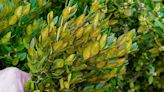 Boxwood shrubs under attack from invasive species, disease