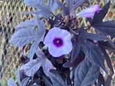 Ipomoea