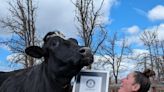 This Oregon steer dodged the slaughterhouse. Now Romeo’s a world record-holder