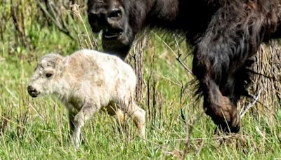 Indigenous tribes welcome rare white buffalo calf in Yellowstone ceremony