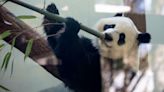 Last pandas in the U.S. have a timetable to fly back to China