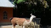 Video appears to show a Russian-Ukrainian businessman stealing a llama and a raccoon from a zoo in Kherson
