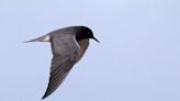 Rare bird returns to Northumberland Coast nature reserve for fifth consecutive year