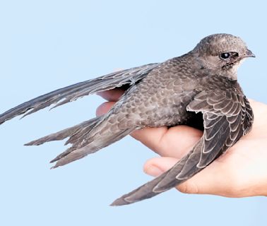 This Tiny Swift Bird Can Fly for 10 Months Without Landing