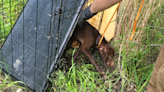 Dorchester County Animal Control officers seeking information after puppy found abandoned in crate