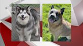 Pet of the Week: Chanel & Blu