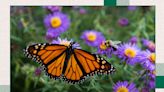 5 Ways You Can Help Monarch Butterflies This Migration Season