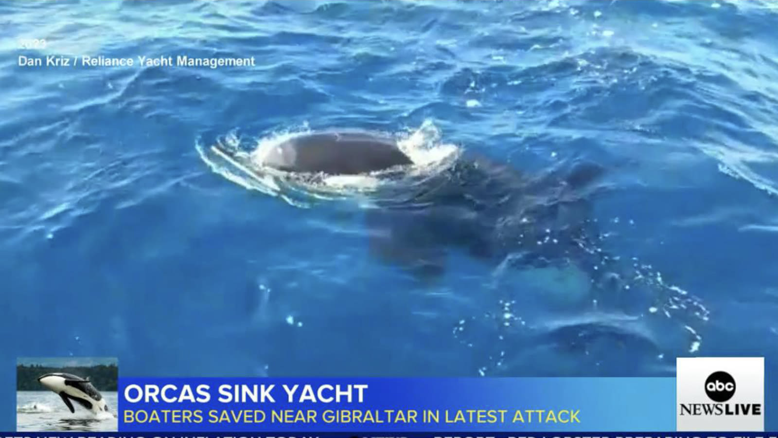 Pod of killer whales attacks and sinks 50-foot yacht in Strait of Gibraltar