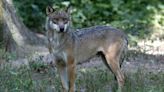 Woman files complaint against French zoo over wolf attack