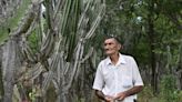 Planting giant cactus to stave off desertification in Brazil