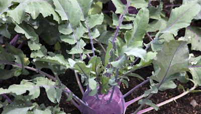 25 Vegetables You Need to Plant in Fall for a Spring Harvest