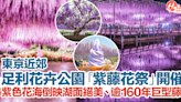 【日本紫藤花2024】東京近郊足利花卉公園紫藤花祭開催！紫色花海倒映湖面絕美、逾160年巨型藤樹！ | HolidaySmart 假期日常