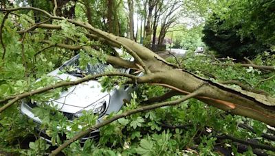 Tree falls and crushes car near Sefton Park after city battered by thunderstorm