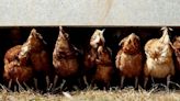 Bird Flu That Can Infect Humans Found for First Time in Namibia