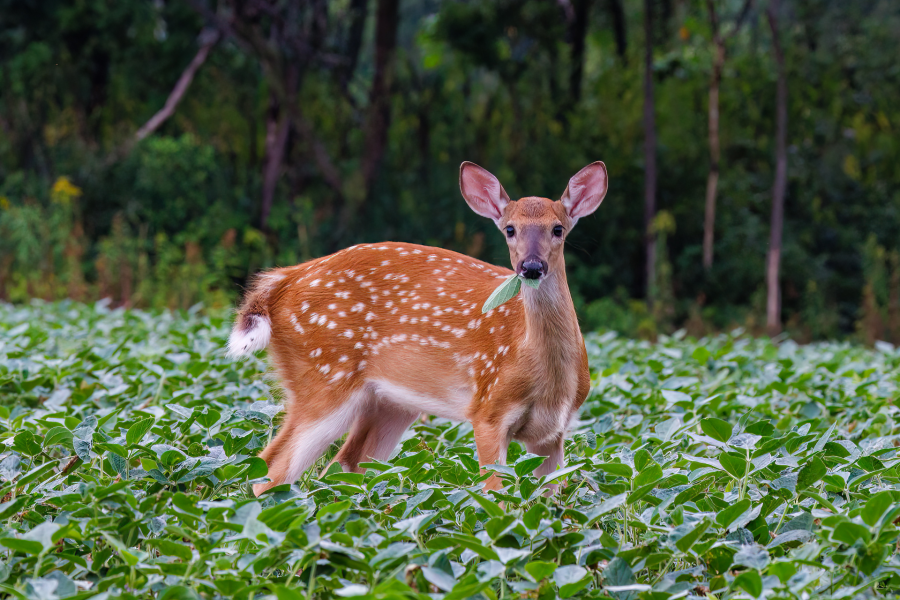 White-Tailed Deer fawns not allowed to be rehabilitated in Tennessee