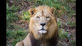 ‘One-of-a-kind’ African lion dies at North Carolina Zoo. He was 23 and had 9 kids
