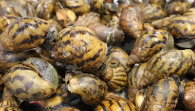 90 giant African snails 'intercepted' at Detroit Metropolitan Airport