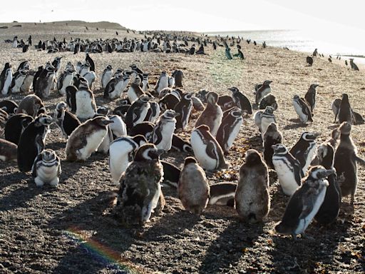 De Chubut a Brasil: así se ve, en vivo, el viaje de 7000 km que cada invierno recorren los pingüinos de Magallanes