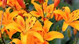 How To Grow And Care For Asiatic Lily