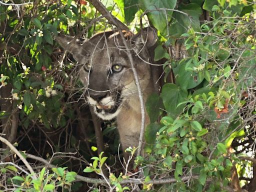 Mountain lion kills family dog in San Fernando Valley