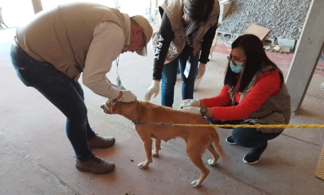 Tick bites kill 16 in Chihuahua