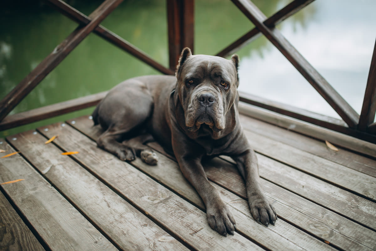 Cane Corso's 'Brave Guard Dog' Voice Completely Changes When She Realizes Who's Entering Home