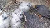 Ready, set, vote! Here are your choices to name Berkeley's new falcon quadruplets.