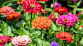 The Difference Between Perennials and Annuals, According to Gardening Experts