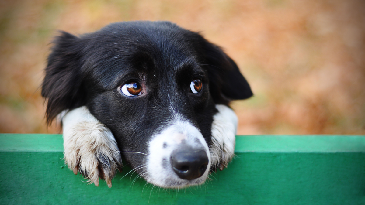 Rescue Border Collie's Obsession with Cuddling Is Enough to Make Anyone Melt