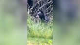 Video shows deer warning yearling, Oregon family of approaching black bear