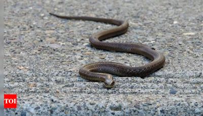 Man bitten by snake 7 times in 40 days, every Saturday in Uttar Pradesh's Fatehpur | Lucknow News - Times of India