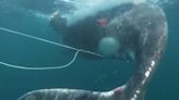 10公尺長座頭鯨遭漁網纏身 澳洲動保團體成功救援