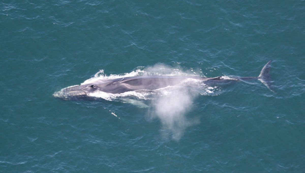 Japan To Start Hunting Fin Whales, The Second-Largest Animal On Earth