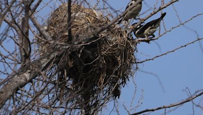 Asian pied starling adds one more waterbody to its Chennai address list