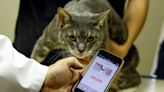 Japan's beloved cats get healthcare help from AI