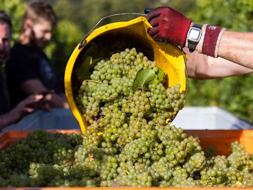 The U.K.’s largest winemaker is planning a major expansion as business bubbles over, thanks to climate change