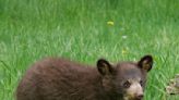 A video shows people trying to pull 2 black bear cubs from trees in North Carolina